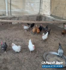للبيع دجاج حبحب