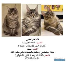للبيع قط ماينكون