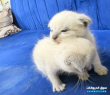 للبيع قطط هملايا وسكوتش مولودين جدد