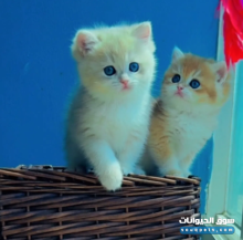 للبيع كتن بريتش شورت هير بيور لون جولدن وأزرق جولدن ay12 نادر