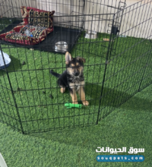 للبيع كينج جيرمن شيبرد عمره ٥ شهور
